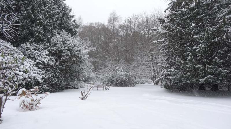 snowy garden